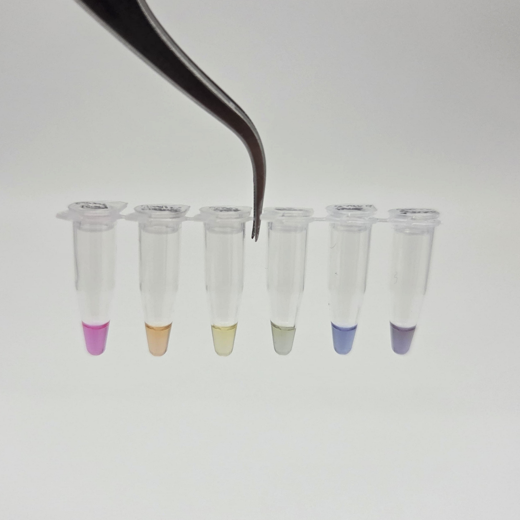 Daylight image of fluorescent and chromogenic protein CFPS reactions