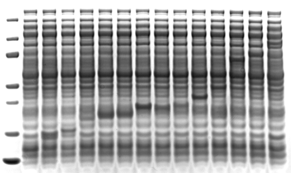 SDS-PAGE gel with selected expected-MW marker