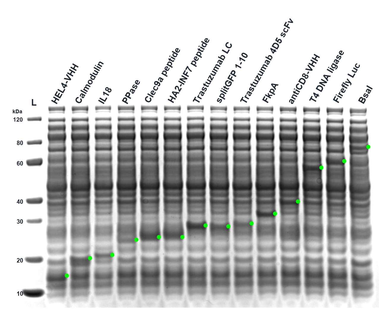 Coomassie-stained SDS-PAGE gel for Figure 5 with labeled protein lanes and expected-MW markers